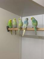 Regenboog grasparkieten, Meerdere dieren, Parkiet