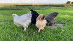 Jonge tamme Brahma kippen hennen gesekst en ingeënt, Dieren en Toebehoren, Pluimvee, Vrouwelijk, Kip