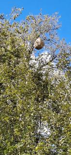 Aziatische Hoornaar  bestrijding en info, Dieren en Toebehoren, Ophalen