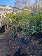 Laurier caucasica B Keus 15st, Ophalen of Verzenden, Laurier, 100 tot 250 cm