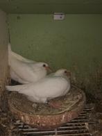 Jongen postduiven geringd 2025 wit klokken Broedschalen, Meerdere dieren, Postduif