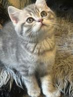 Reserve Now!  british short and lang hair ., Dieren en Toebehoren, Katten en Kittens | Overige Katten, Kater, Langharig, 0 tot 2 jaar