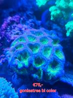 Goniastrea bi color koraal, Dieren en Toebehoren, Vissen | Aquariumvissen, Overige typen