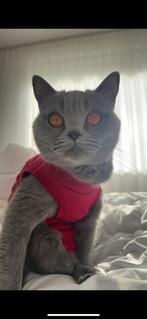 Britse Korthaar, Poes, Gechipt, 3 tot 5 jaar