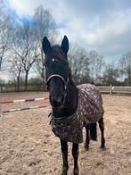 lief weidemaatje/grondwerk/coaching paard te koop!, Dieren en Toebehoren, Paarden, Merrie, Niet van toepassing, Gechipt, 160 tot 165 cm