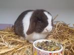 Engels Mini Lop Dwerghangoor konijntje choco bont, Dieren en Toebehoren, Konijnen, Vrouwelijk, Dwerg, Hangoor