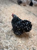 Cochin kriel broedeieren, Dieren en Toebehoren, Pluimvee, Meerdere dieren, Kip