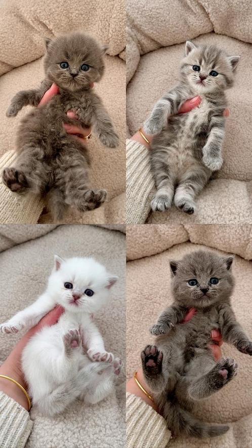 Britse korthaar en langhaar kittens, Dieren en Toebehoren, Katten en Kittens | Raskatten | Korthaar, Meerdere dieren, 0 tot 2 jaar