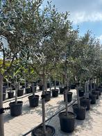 Olea europaea - olijfbomen, Lente, 100 tot 250 cm, Olijfboom, Ophalen