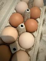 Fresh bio eggs, Dieren en Toebehoren, Kip