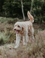 Voor­aankondiging: Labradoodle x Goldendoodle Pups - 16 dec, Dieren en Toebehoren, Honden | Retrievers, Spaniëls en Waterhonden