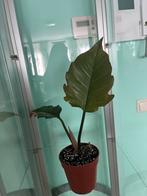 Philodendron, Huis en Inrichting, Kamerplanten, Overige soorten, In pot, Minder dan 100 cm, Halfschaduw