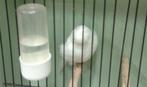 Gezocht witte gloster kanarie met kuif, Dieren en Toebehoren, Vogels | Kanaries