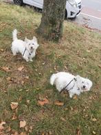 Lieve West highland terriers, Dieren en Toebehoren, Overige rassen, Meerdere, Meerdere dieren, 3 tot 5 jaar