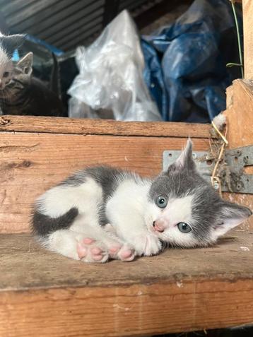 Prachtige super lieve tamme kittens beschikbaar voor biedingen