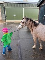 Lieve welsh b pony, Dieren en Toebehoren, Pony's, Gechipt, Ruin, 0 tot 2 jaar, B pony (1.17m tot 1.27m)