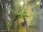 Anubis,s planten 8 voor 10 euro, Vis