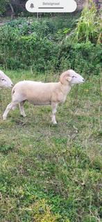 Wiltshire horn ram te koop stamboek, Dieren en Toebehoren, Schapen, Geiten en Varkens, Mannelijk, Schaap