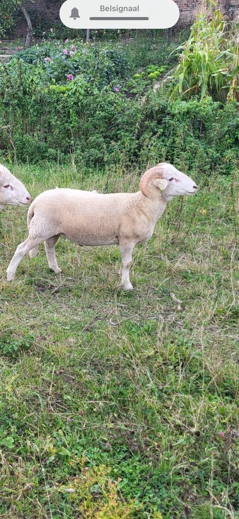 Wiltshire horn ram te koop stamboek, Dieren en Toebehoren, Schapen, Geiten en Varkens, Schaap, Mannelijk