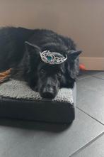 Oud Duitser herder teef.  Echt een schatje, Teef, Eén hond, 3 tot 5 jaar, Herder