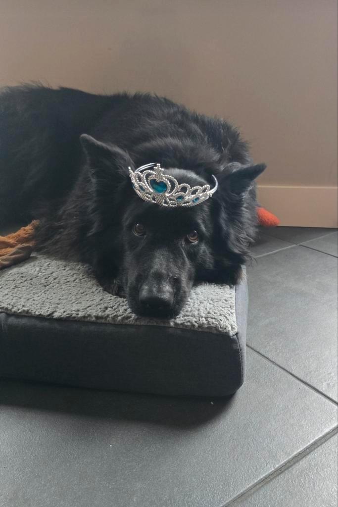 Oud Duitser herder teef.  Echt een schatje, Dieren en Toebehoren, Honden | Herdershonden en Veedrijvers, Teef, Herder, Particulier