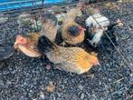 Serama toom 7 hennen met eventueel een haantje, Dieren en Toebehoren, Pluimvee, Meerdere dieren, Kip