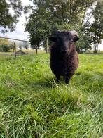 Ouessant rammetje, Dieren en Toebehoren, Schapen, Geiten en Varkens, Mannelijk, Schaap