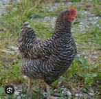 Amrock hennen, Dieren en Toebehoren, Pluimvee, Vrouwelijk, Kip