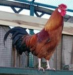 Hanen: Heel veel grote hanen en Middel grote hanen!, Dieren en Toebehoren, Mannelijk, Kip