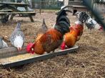 Toom Chaamse hoenders goudpel, Dieren en Toebehoren, Pluimvee, Meerdere dieren, Kip