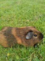 Heel jong schatting cavia beertje, Dieren en Toebehoren, Knaagdieren, Cavia, Juni, Mannelijk, Tam