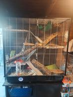 Grote en Overcomplete knaagdieren kooi van Savic, Minder dan 60 cm, Kooi, Ophalen of Verzenden, Zo goed als nieuw