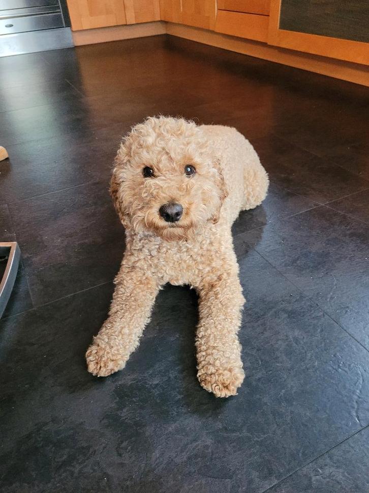 Herplaatsing lieve doodle Saartje, Dieren en Toebehoren, Honden | Chihuahua's en Gezelschapshonden, Teef, Overige rassen, Particulier