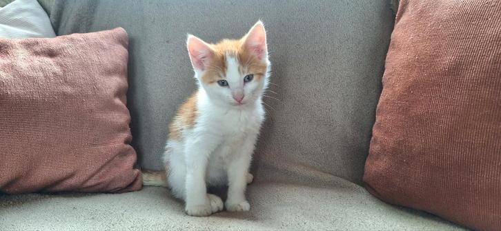 Super lieve kittens, Dieren en Toebehoren, Katten en Kittens | Overige Katten, Kortharig, Meerdere dieren, 0 tot 2 jaar