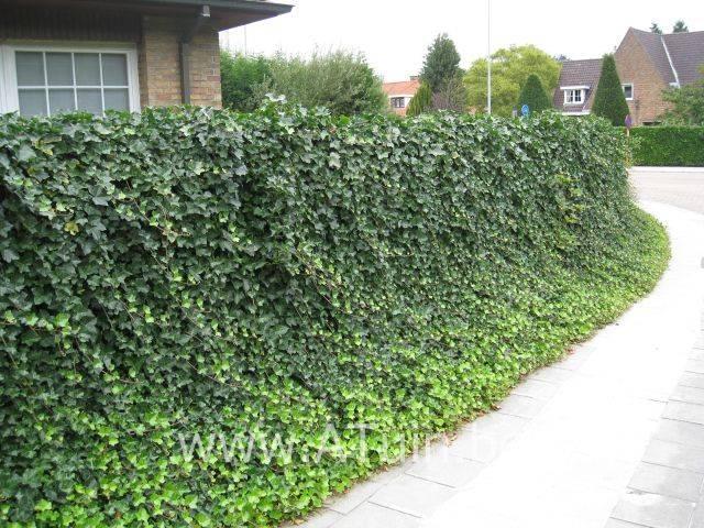 Kerstcadeau natuur - 'n tuin snoeibeurt - lekker lenteklaar, Diensten en Vakmensen, Tuinmannen en Stratenmakers