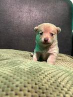 ontzettend knappe pomeriaan kruising pups beschikbaar!, Dieren en Toebehoren, Honden | Chihuahua's en Gezelschapshonden, Overige rassen