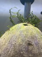 Garnalenaquarium met bronse garnalen, Dieren en Toebehoren, Vissen | Aquariumvissen, Kreeft, Krab of Garnaal