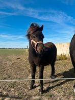 Mooie kindvriendelijke grote maat shetlanderhengst veulen, Dieren en Toebehoren, Pony's, Hengst, A pony (tot 1.17m), Gechipt, 0 tot 2 jaar