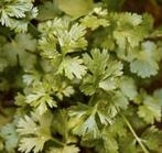 Zaden platte/blad of krul peterselie, Tuin en Terras, Verzenden, Voorjaar, Halfschaduw, Zaad