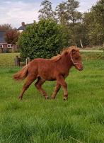 Zeer braaf shetland merrie veulen, Merrie