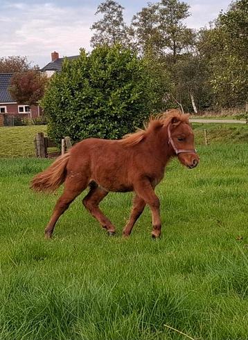 Zeer braaf shetland merrie veulen beschikbaar voor biedingen