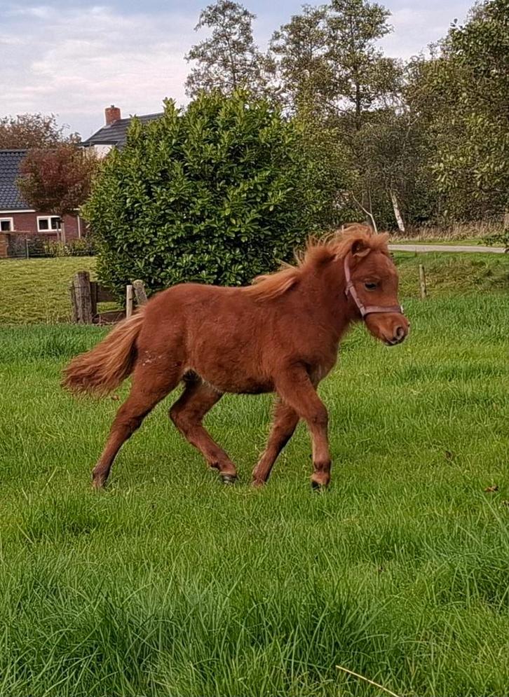 Zeer braaf shetland merrie veulen, Dieren en Toebehoren, Paarden en Pony's | Dekhengsten en Fokmerries, Merrie