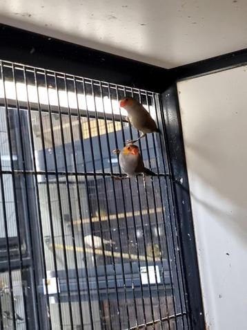 Oranjekaakjes | Actieve vogel | Passend advies beschikbaar voor biedingen