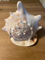 Grote Schelp - Decoratie, Ophalen of Verzenden, Gebruikt
