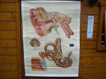  vintage oude schoolplaat van het gehoororgaan oor beschikbaar voor biedingen