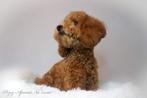 Toypoedel dekreu, Dieren en Toebehoren, Honden | Dekreuen, België, Particulier, Rabiës (hondsdolheid), Reu