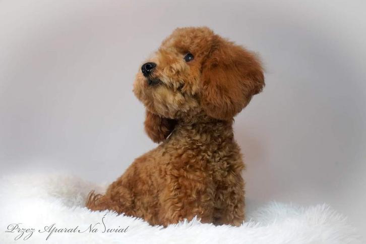 Toypoedel dekreu, Dieren en Toebehoren, Honden | Dekreuen, Reu, Particulier, Eén hond, België, 3 tot 5 jaar, CDV (hondenziekte)