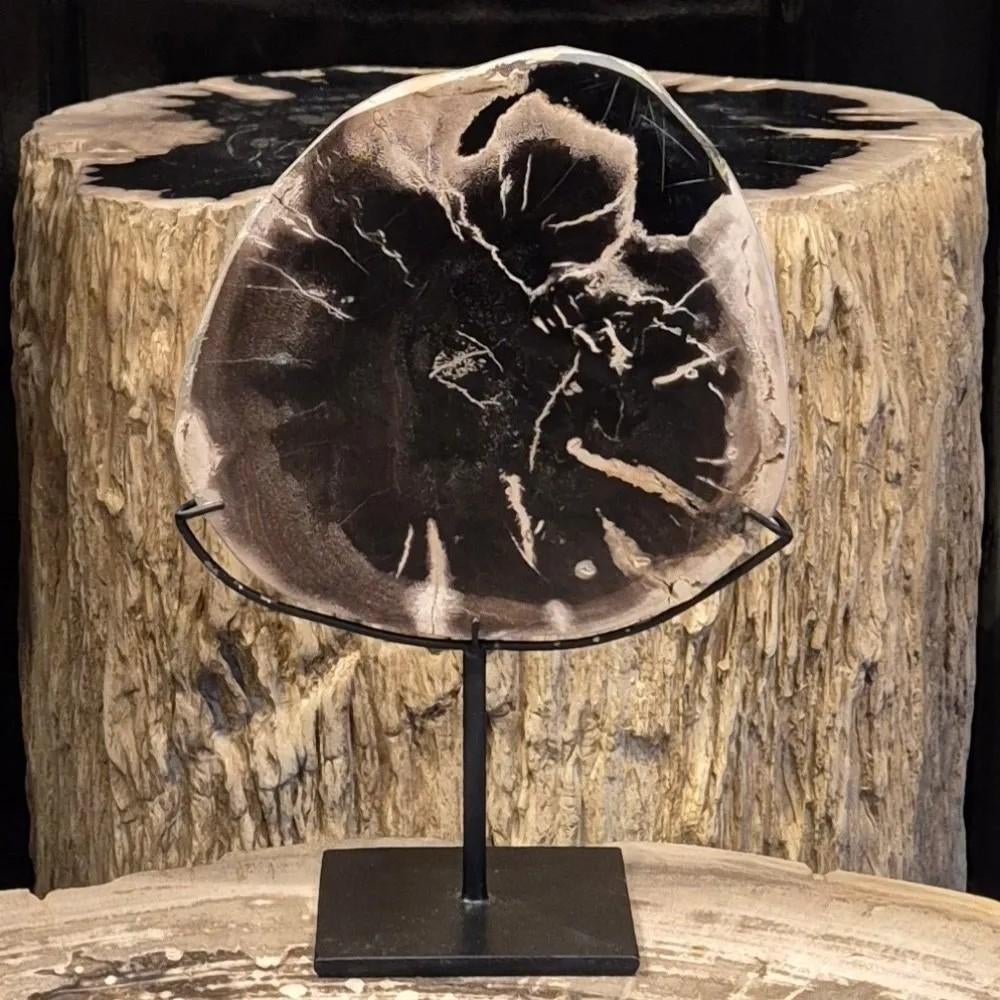 Versteend hout op standaard, Ophalen of Verzenden