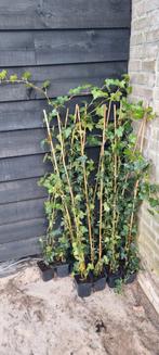 Hedra stekjes te koop - 75 kleine, 21 grote, Tuin en Terras, Planten | Tuinplanten, Vaste plant, Ophalen of Verzenden, Bloeit niet