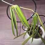Hoya sheperdii, Huis en Inrichting, Kamerplanten, Ophalen of Verzenden, Halfschaduw, Minder dan 100 cm